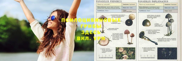 сатива Абинск